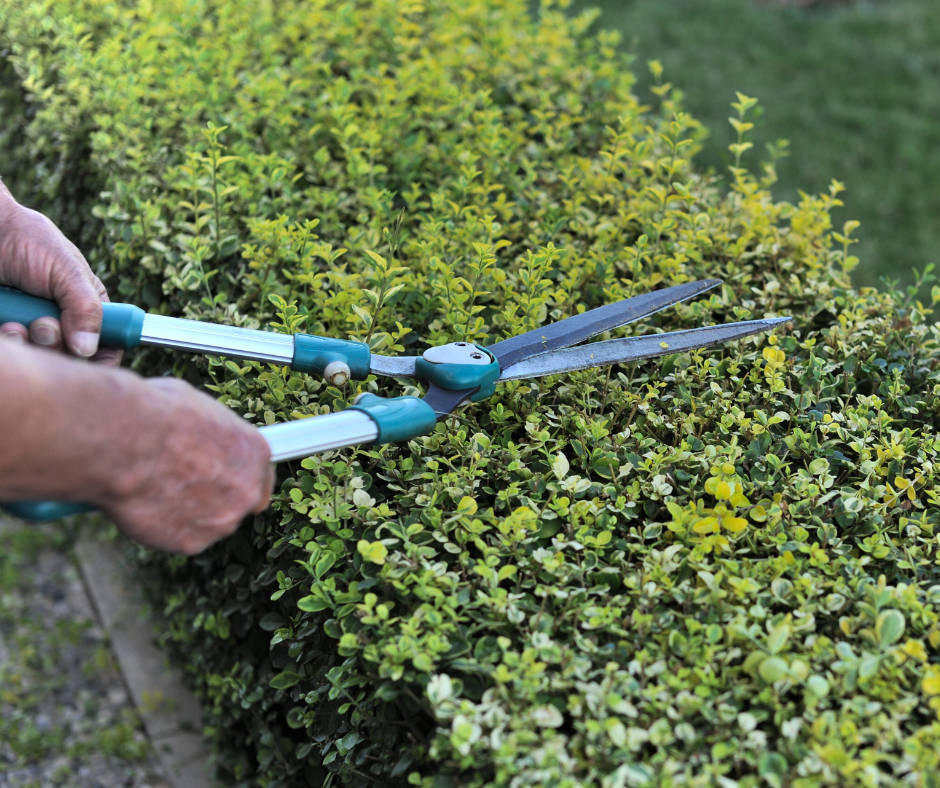 Tenant trimming a hedge in their garden